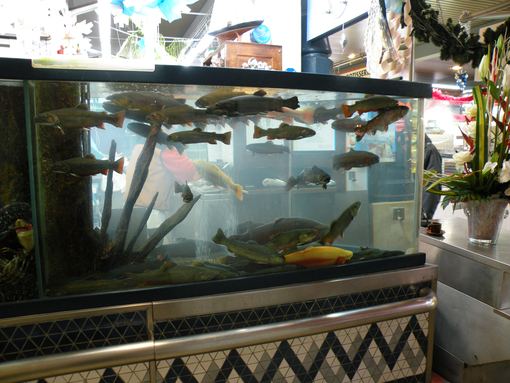  aquarium de truites, marché couvert